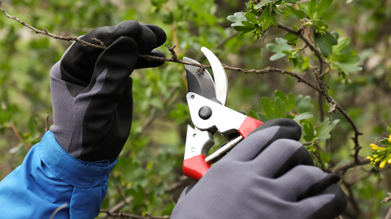 Gardener prunes a shrub.