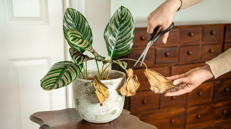 Woman trimming dried leaves off a houseplant with shears