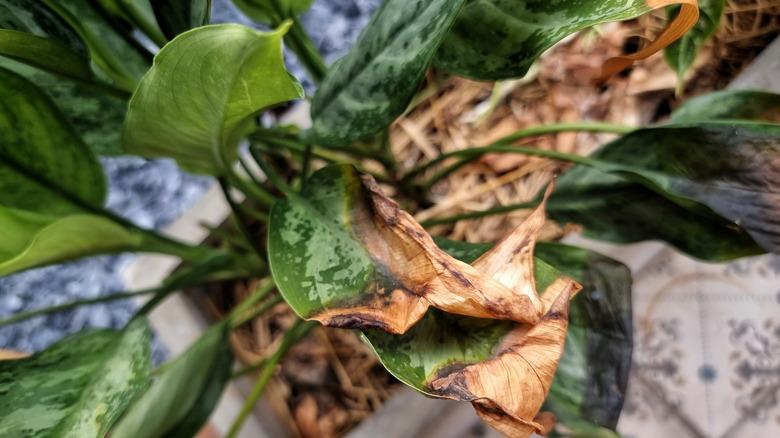 Houseplant with brown diseased leaves