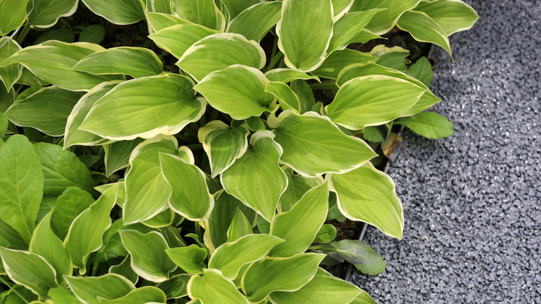 The light green leaves of Hosta 'Fortunei Aureomarginata' growing in a yard next to gravel