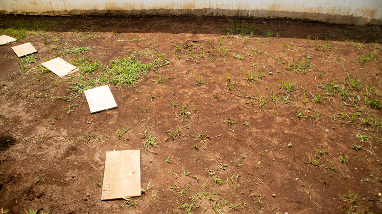 A stone walking path through a bare dirt section of yard