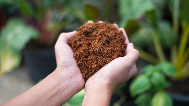 person holding coconut coir