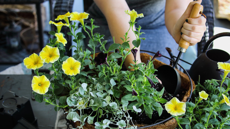 person potting hanging basket flowers