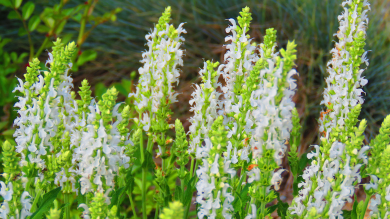 white flowering spikes of summersweet