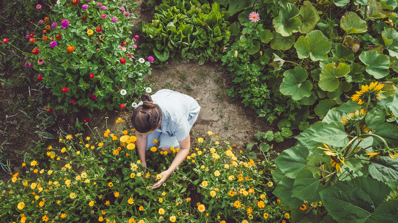 A woman tending to a garden with several kinds of flowers