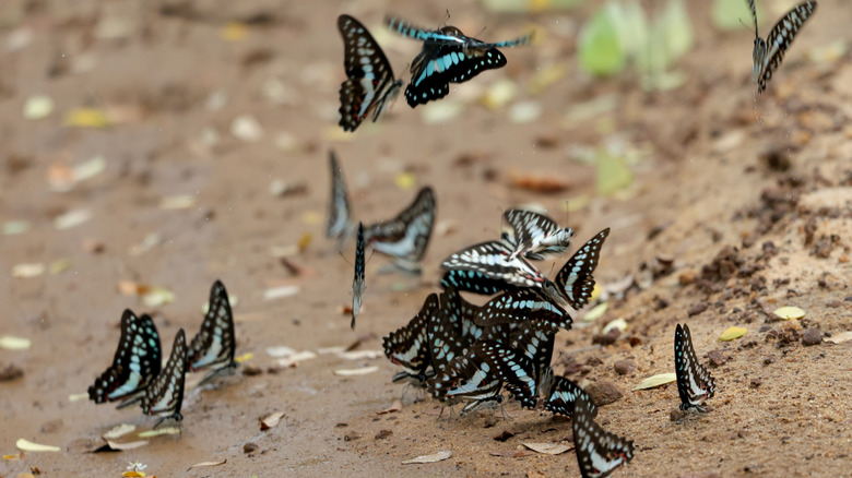 Butterflies gather in a muddy puddle