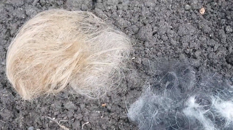 A clump of hair and some fur in the dirt in a garden bed