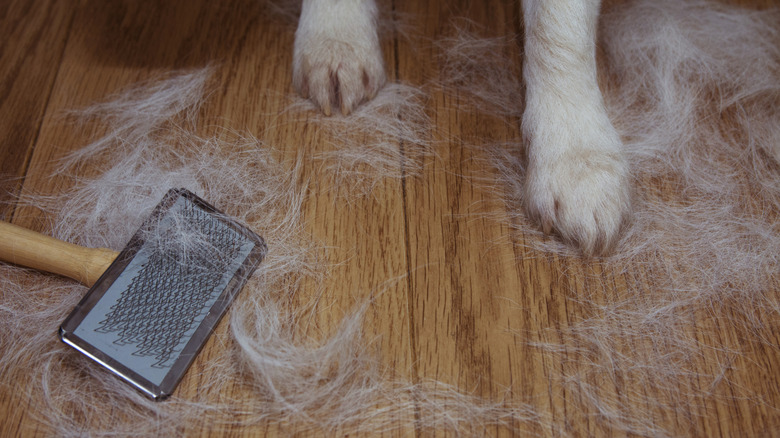 Pet fur on a wood floor with a pet brush and pet paws also in the frame