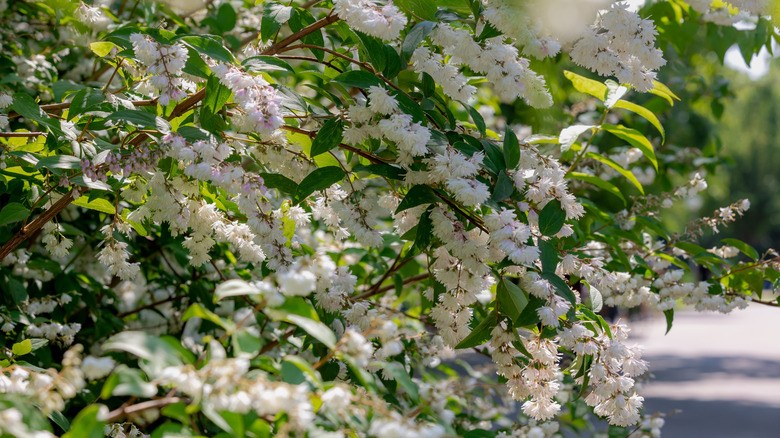 Deutzia scabra in bloom
