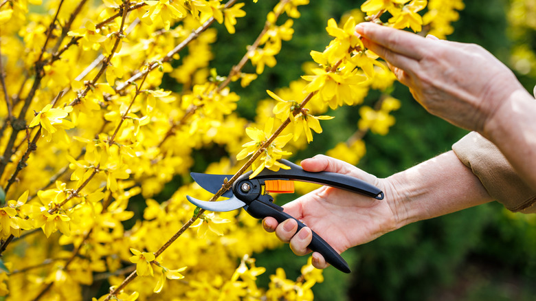 Gardener pruning forsythia