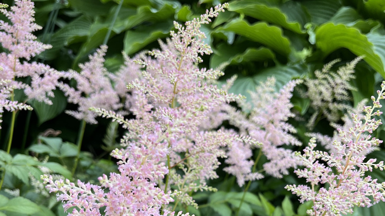The tiny pink flowers of false goatsbeard growing on tall stems against large green leaves.