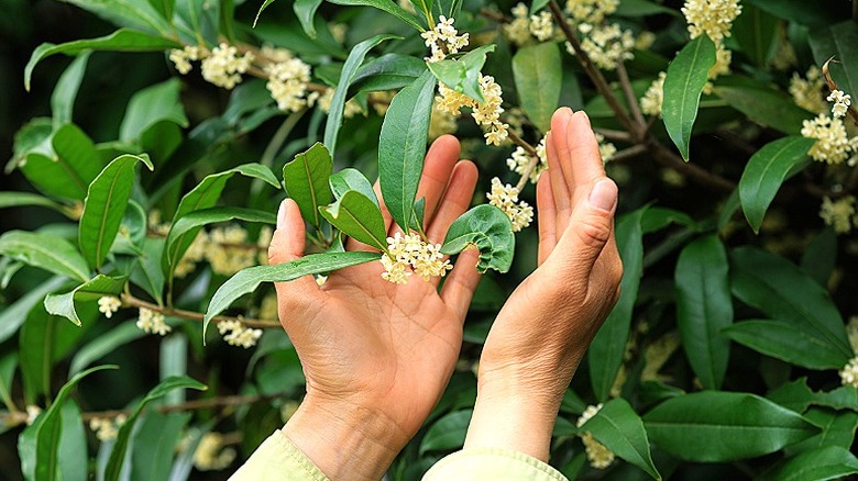 Close-up of a person's hands holding Osmanthus fragrans blooms