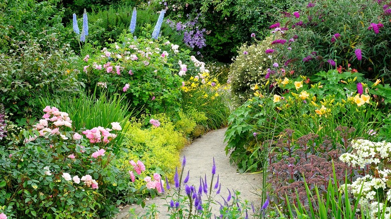 Garden filled with fragrant shrubs