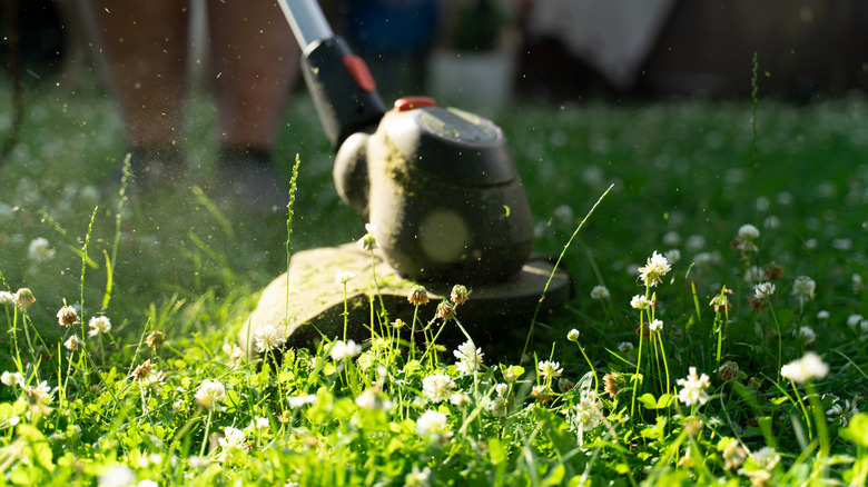 Weed trimmer trimming white clover in a sunny yard