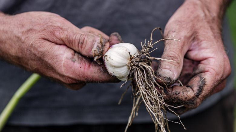 Dirty hands harvesting garlic