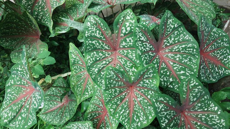 closeup on caladium foilage