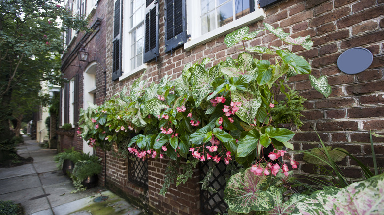 window box filled with caladiums and other plants