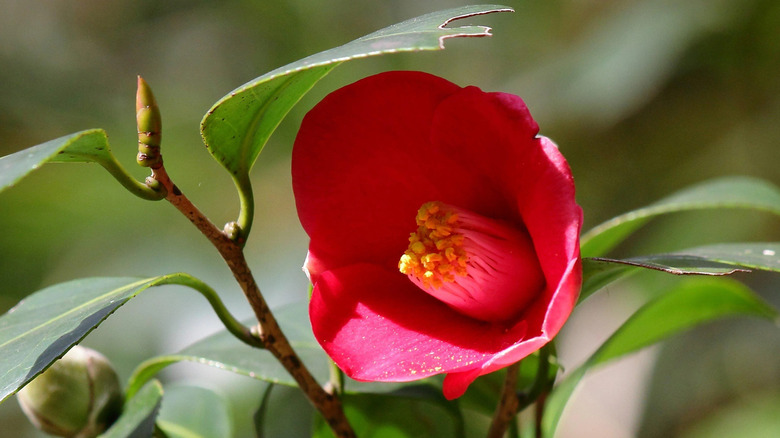 A large specimen of 'Springs Promise' camellia in full bloom