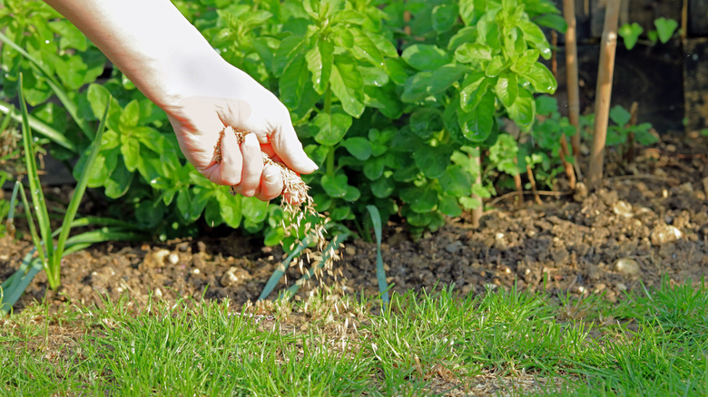Extended hand seeding a lawn