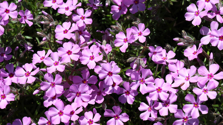 Purple moss phlox (Phlox subulata) in bloom in a garden