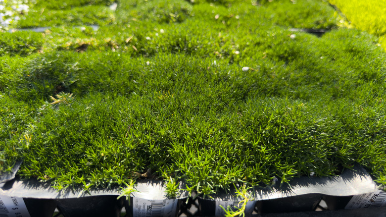Flats of Irish moss growing at a nursery and ready for planting