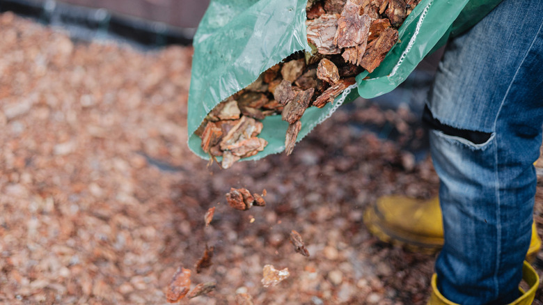 A person pours wood chips onto the ground of a patio area near a fence.