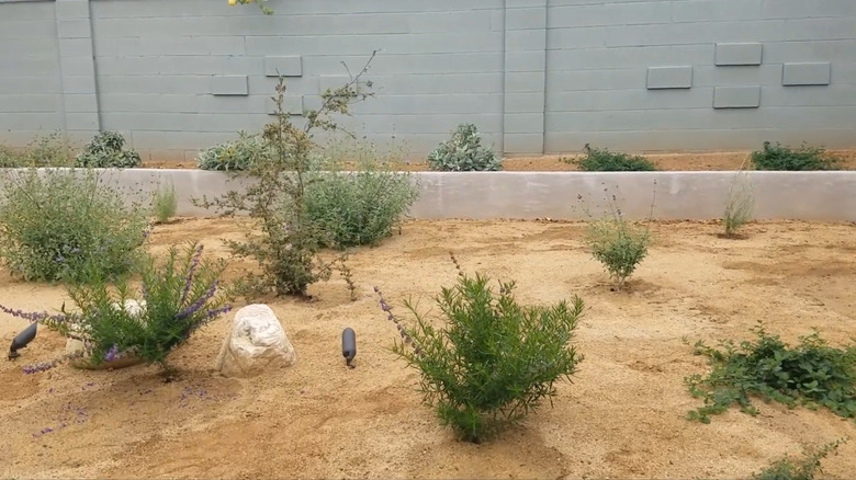 Decomposed granite used as mulch