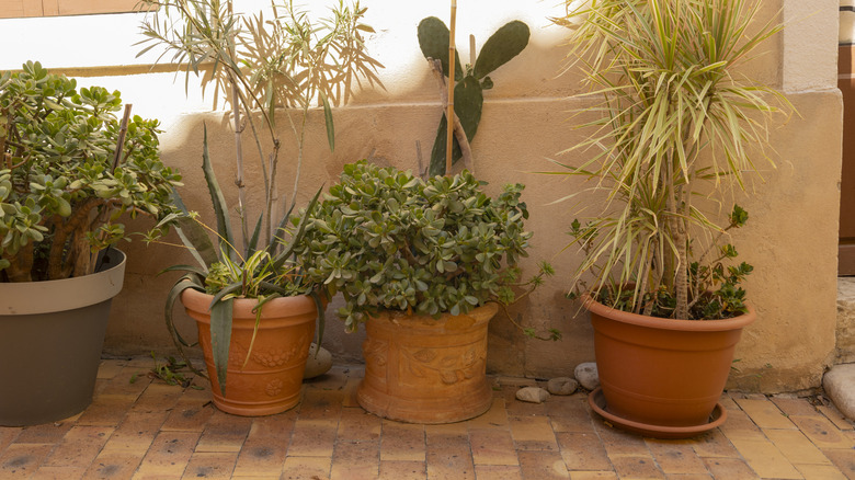 Orange clay pots on a terracotta patio.