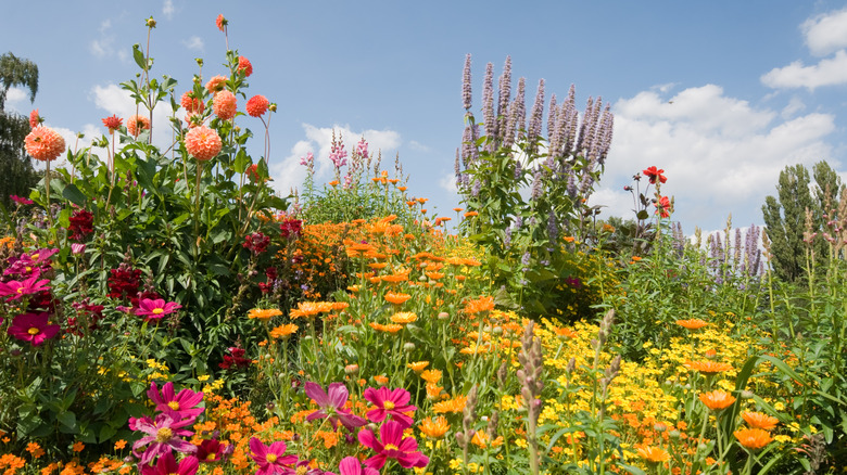 A colorful garden with a variety of flowers.