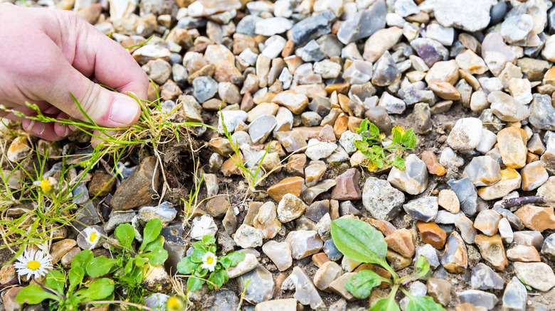 Closeup of a hand pulling weeds growing through the gravel
