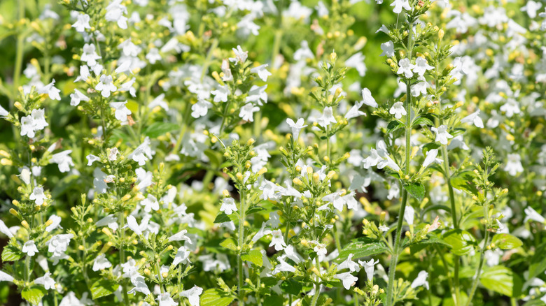 closeup on lesser calamint in bloom