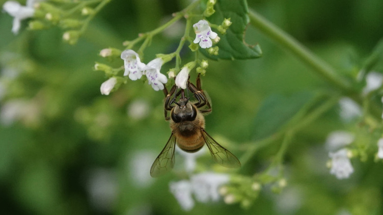 closeup of bee on white flowers (lesser calamint)