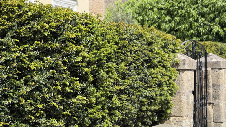 Hicks yew used as a privacy hedge next to a stone and iron gate