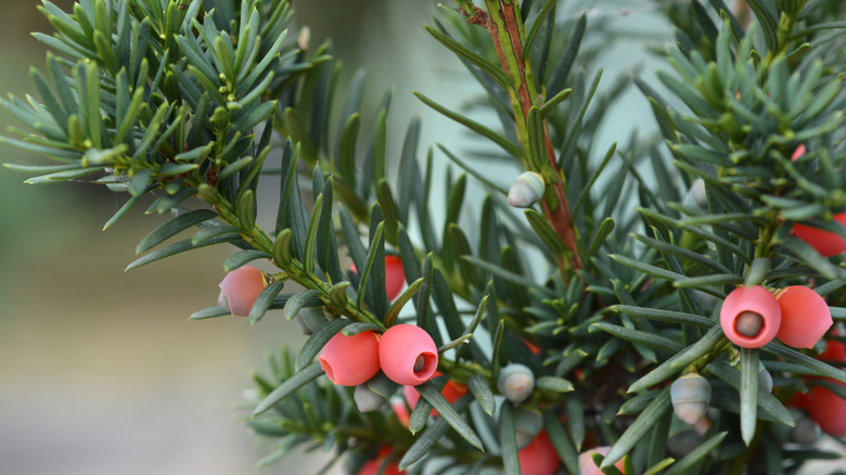Green needles and red arils of a Hicks yew