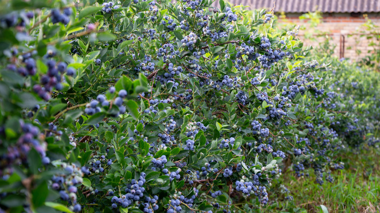 Blueberry bushes filled with ripe blueberries