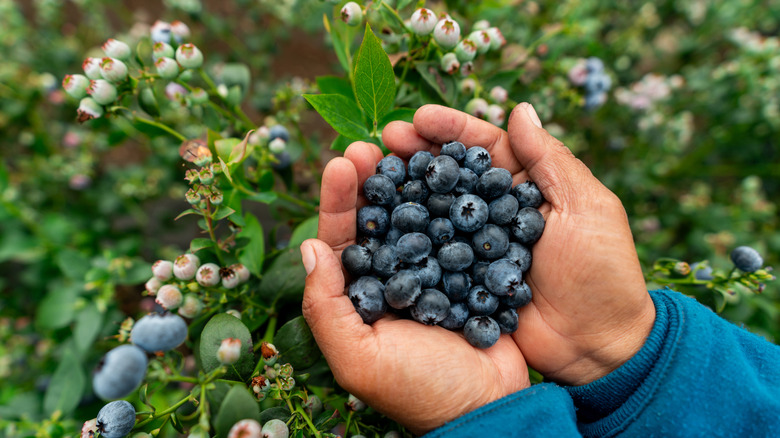 A person with blue long sleeves on holding a handful of blueberries with more still on the bush