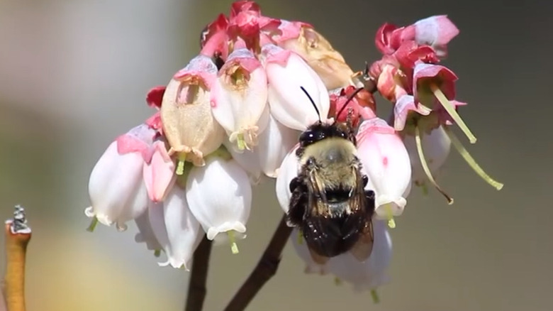 A southeastern blueberry bee on blueberry flowers