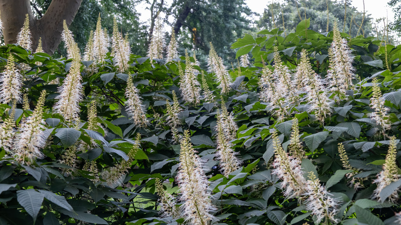 Bottlebrush buckeye plants, with spiky white flowers, growing outdoors
