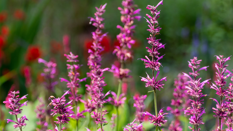 Mexican Giant Hyssop (Agastache mexicana 'Sangria')