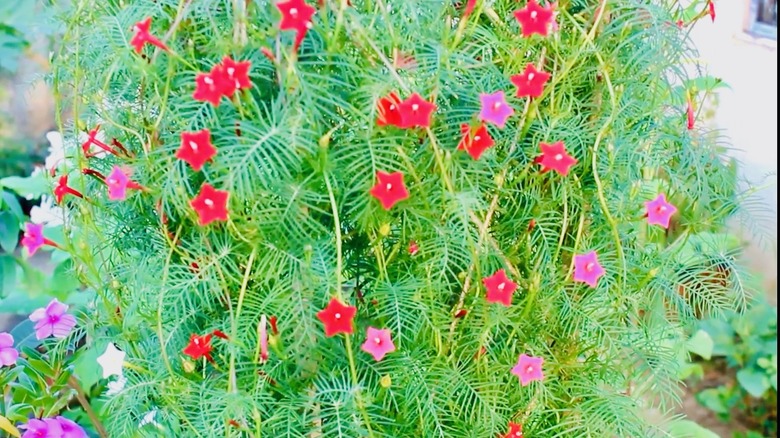 A cypress vine cascading from a hanging basket.