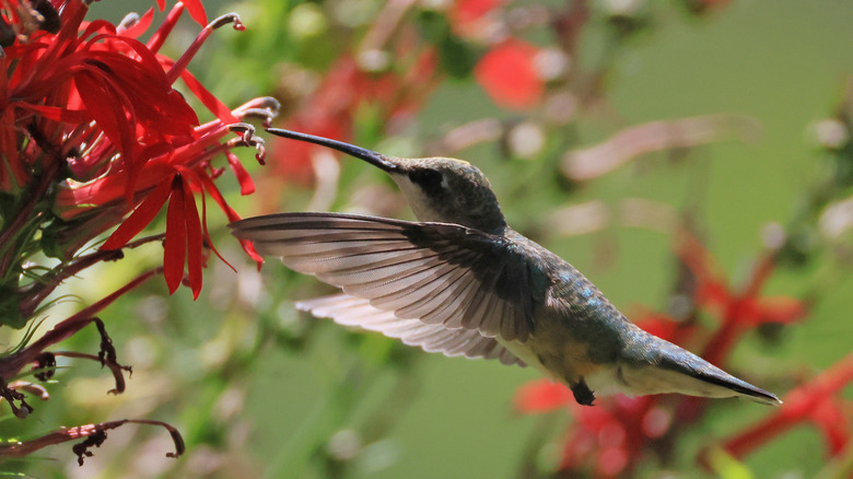 A hummingbird approaches a red flower.