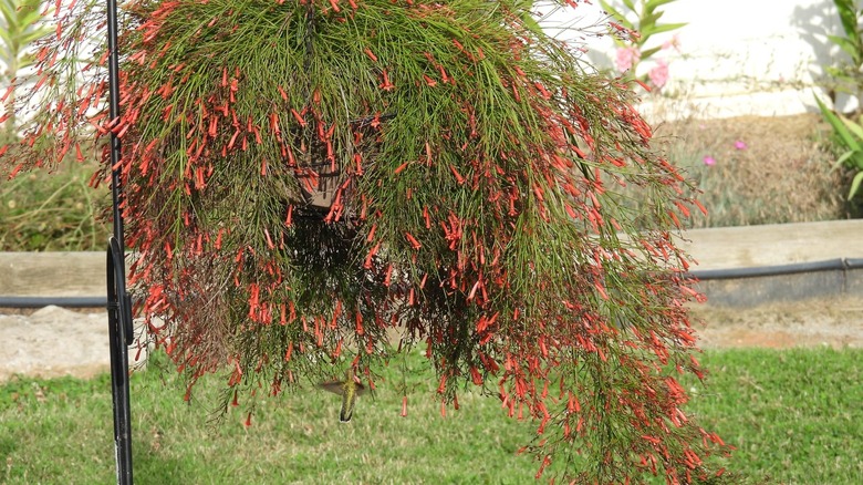 A hummingbird visits a fountainbush in a hanging basket in a backyard.