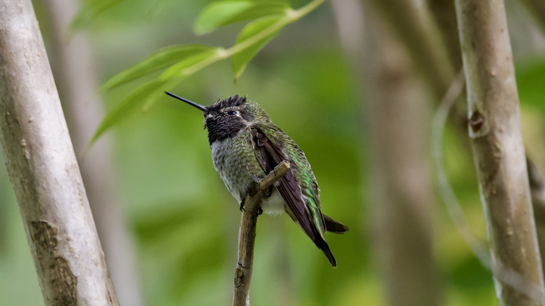 A hummingbird perched on a dead branch amongst other branches and foliage.