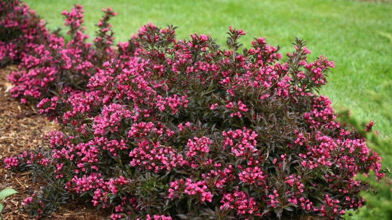 'Spilled Wine' weigela shows off its dark pink flowers