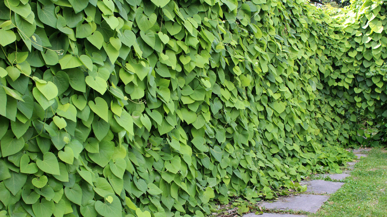 Dutchman's pipe growing as a living wall in garden
