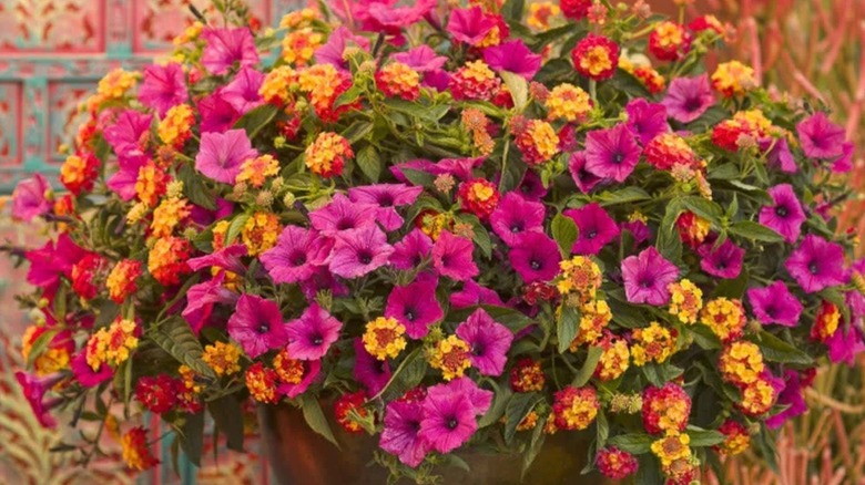 Supertunia Vista Fuchsia II and lantana planted together in a container