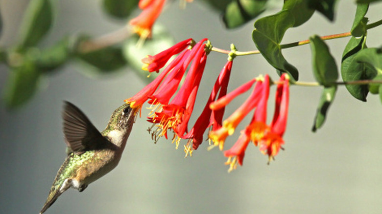 A hummingbird drinking nectar from a red honeysuckle flower