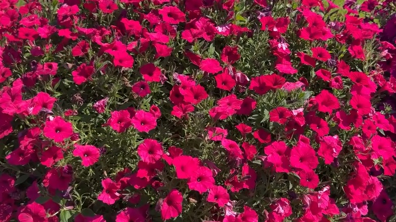 Supertunia Vista Fuchsia II's pink flowers receiving sunlight