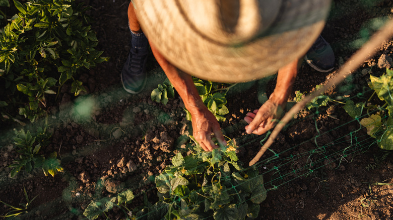 person gardening in partial shade