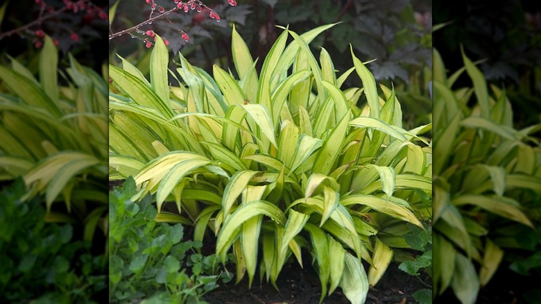 A Carex siderosticta 'Banana Boat' grows in a shady garden